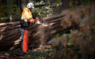 Why is Edison removing trees?