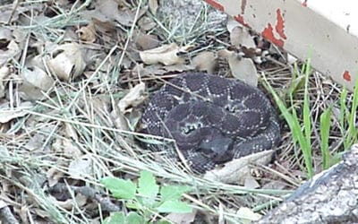 Rattlesnake season has arrived