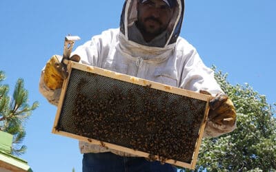 The ‘Buzz’ Brothers: Harvesting honey in the San Bernardino Mountains