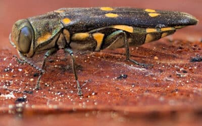 Residents advised to report invasive species