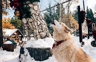 Celebrate the holidays with Santa and his Northwoods friends