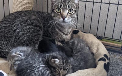 Housing cats until they find their forever homes
