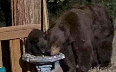 Bear activity ramped up in mountain communities
