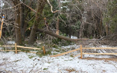 Heaps Peak Arboretum is closed indefinitely