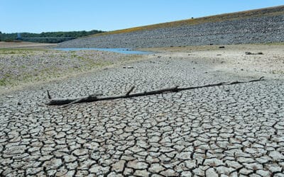 Vegetation, wildlife suffer ravages of continuing drought