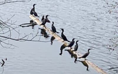 Blue Heron