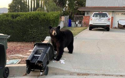 Spring means bears are active, hungry