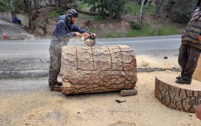 Firewood giveaway causes traffic jam