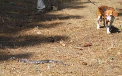 Rattlesnake avoidance training available