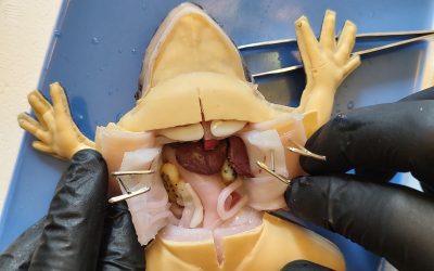 A whole new world of frog dissections