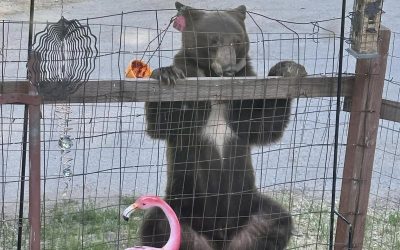 Be aware of bears around us
