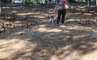 Rattlesnake avoidance training proves successful