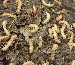 A cluster of millipedes.