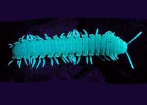 A single glowing millipede.