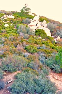 As you approach the end of this week’s hike, the terrain becomes increasingly rocky with vegetation typical of the mountains’ chaparral biome.