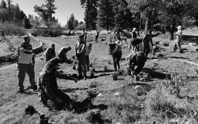 Volunteers spruce up the meadow