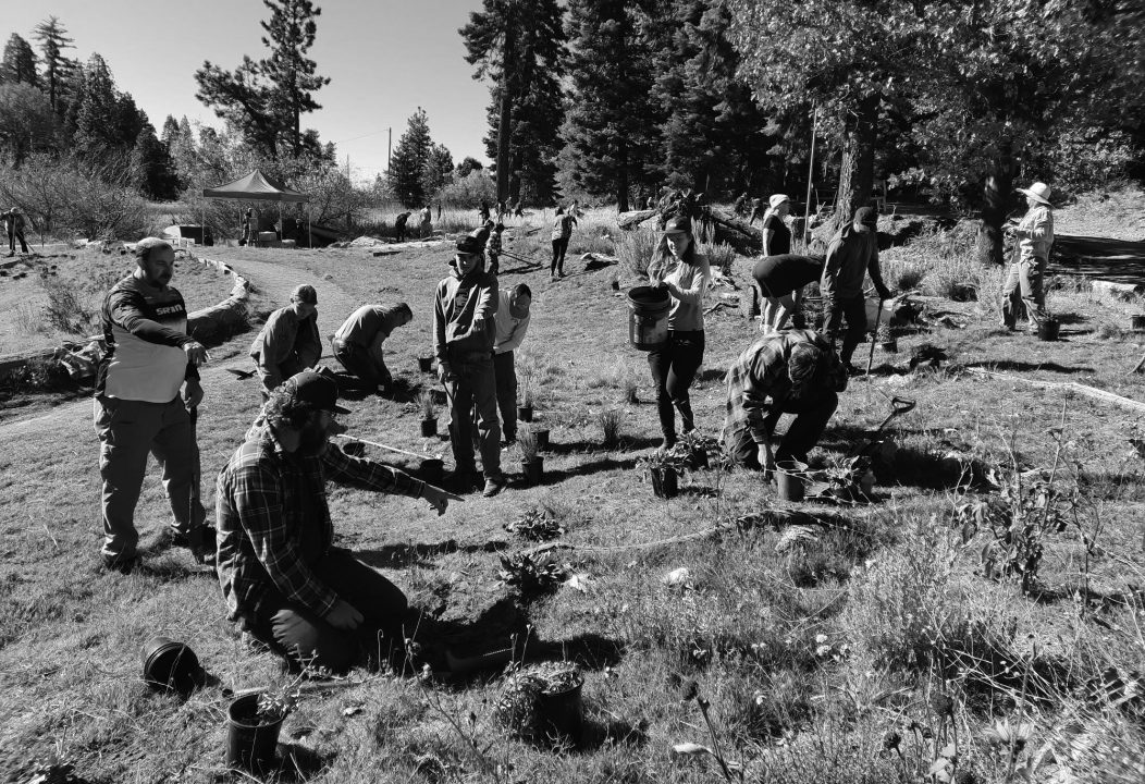 People planting trees in a park.