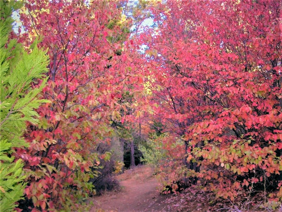 Pathway through vibrant autumn foliage