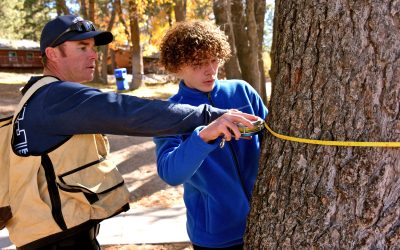 What is the Forestry Challenge?