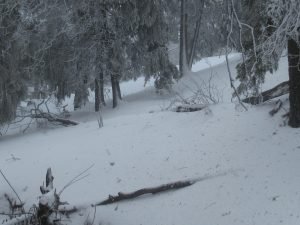 A fallen tree lies partially buried in snow near a residence on Skyland Drive.