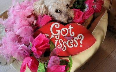 Grooming your pets to look their best