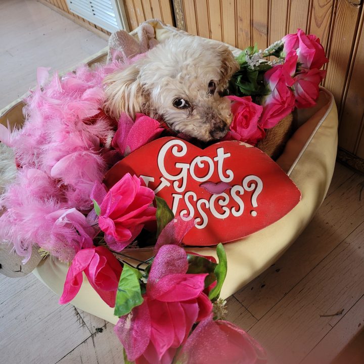 Poodle with flowers and 'Got Kisses?' sign.