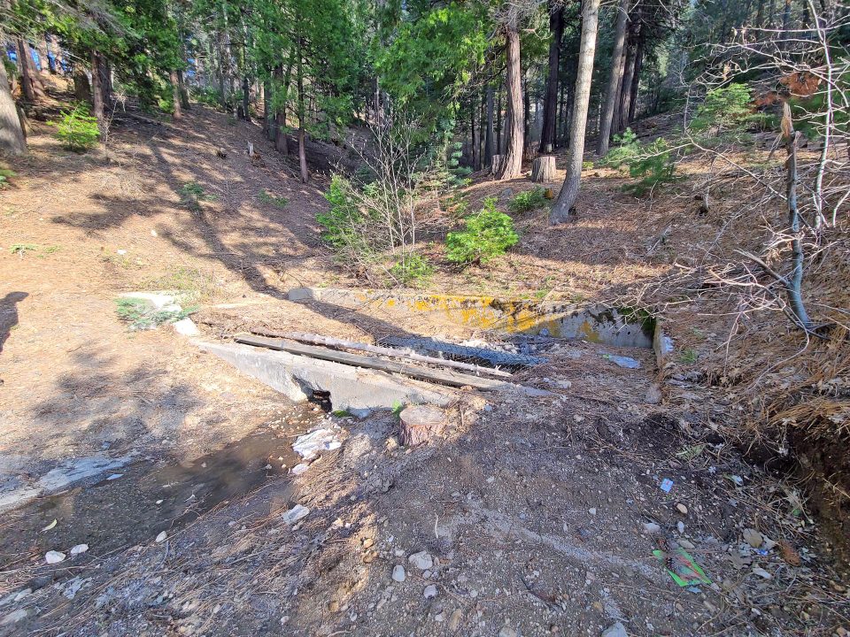 Forest stream with makeshift wooden bridge.