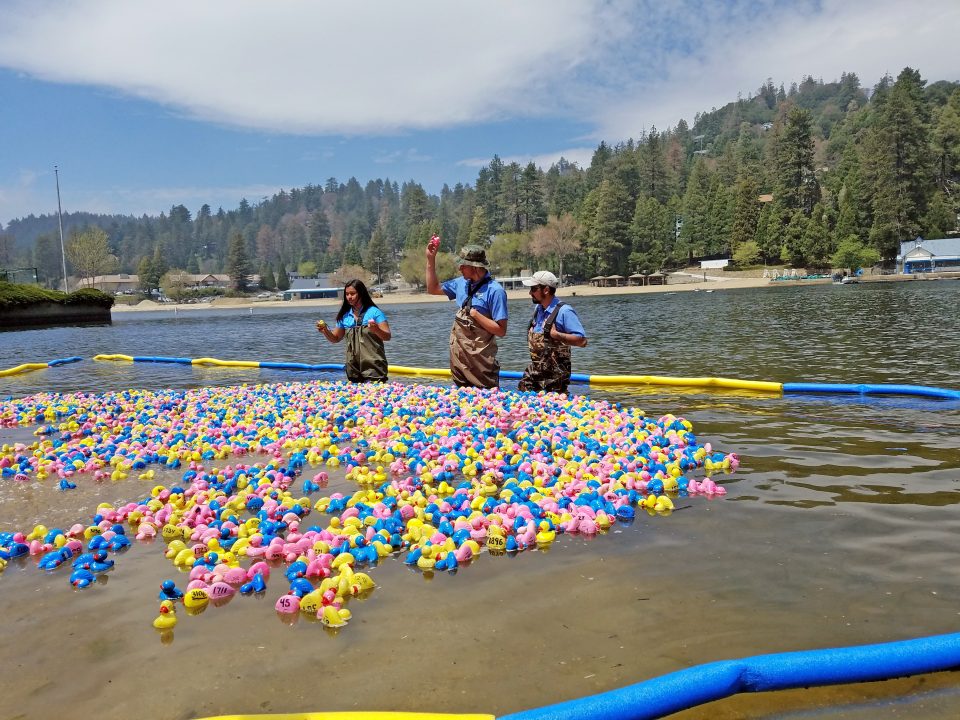 People wading in lake amid colorful floating ducks.
