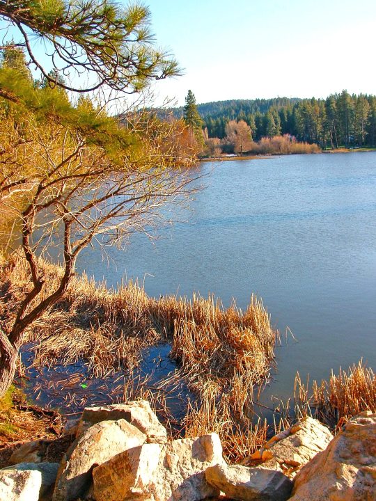 Serene lakeside view with trees and rocks.