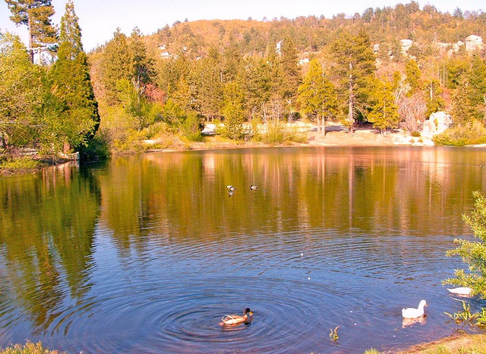 Ducks swimming in serene forest lake.