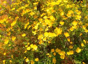 Spanish broom is widespread along some sections of Silverwood Lake’s slice of the PCT. Many people view this perennial evergreen shrub as invasive and unwelcome. Still, its brilliant yellow blossoms and sweet aroma have an undeniable appeal.