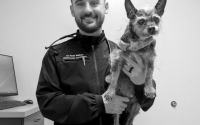 Orange County veterinarian saves local dog’s life