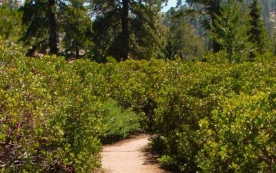 LET’S GO HIKING – Children’s Forest Trail