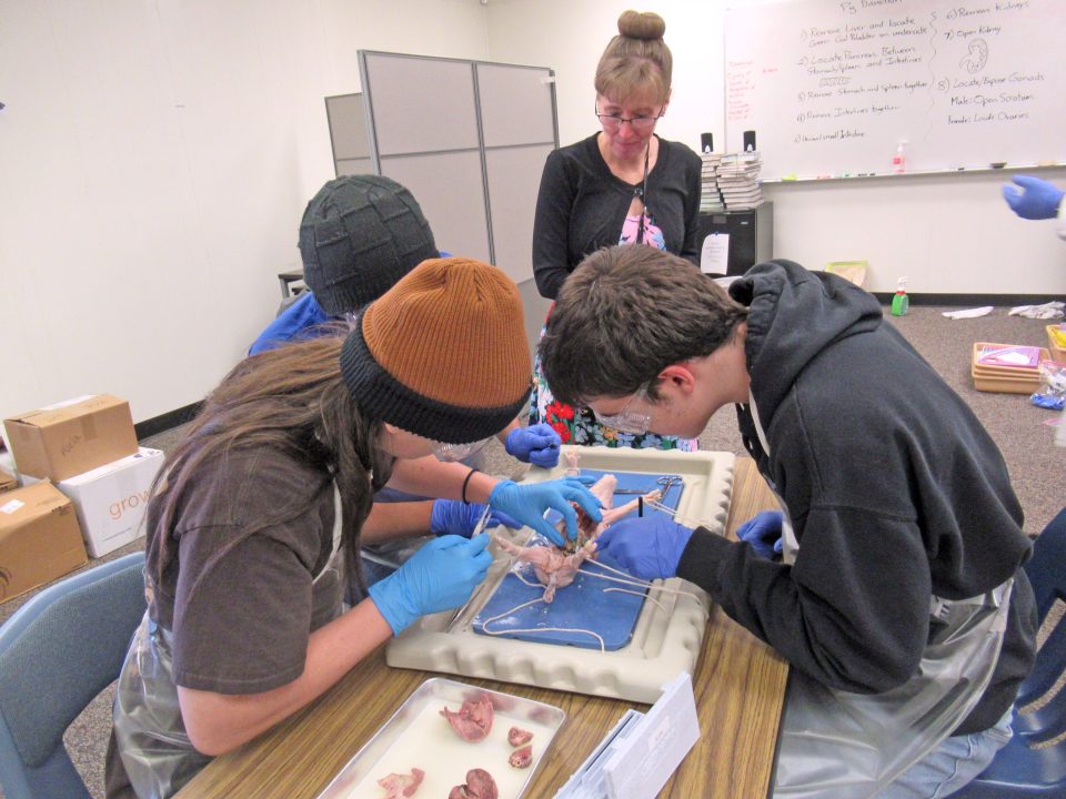 Mrs. Williams watches as this team explores the abdominal cavity.