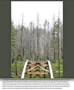 “Regrowth” – Avery Weber