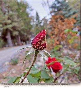 “A Budding Hope” – Justus Stewart