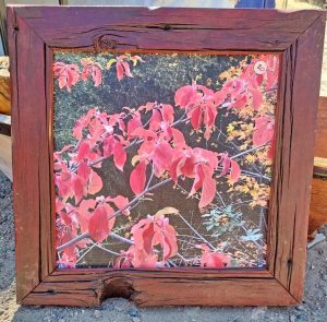 Photography and frame by Scott Markovich