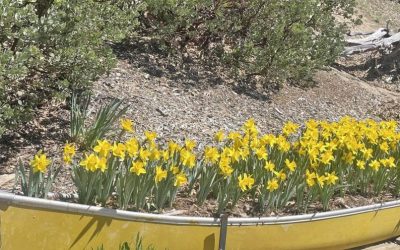 Order daffodil bulbs now for spring’s blooming beauty