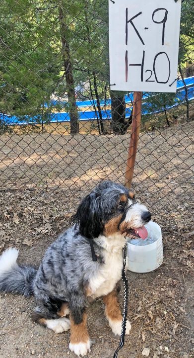 Adrianne, Lisa, Julia, Melissa and Adrianna from Glendora and Orange County enjoyed last year’s Brewfest at Tavern Bay Beach Club so much they couldn’t resist attending this year’s event. (Photos by Douglas W. Motley) Dog resting by water bowl labeled 'K-9 H2O'