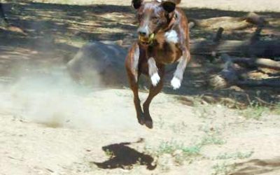 Rattlesnake avoidance training at Double Dog Ranch a success