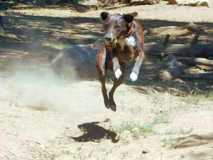 Adrianne, Lisa, Julia, Melissa and Adrianna from Glendora and Orange County enjoyed last year’s Brewfest at Tavern Bay Beach Club so much they couldn’t resist attending this year’s event. (Photos by Douglas W. Motley) Dog leaping in desert terrain.