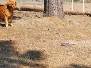 This dog is wary of a nearby rattlesnake. (Photo by Douglas W. Motley)