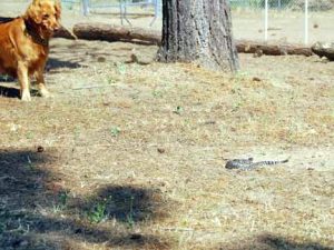 This Golden Retriever watches carefully as a rattlesnake slithers across the training ground.