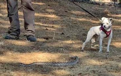 Rattlesnake avoidance training for dogs