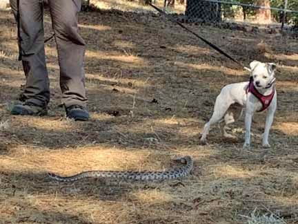 Dog on leash encounters snake in outdoor setting.
