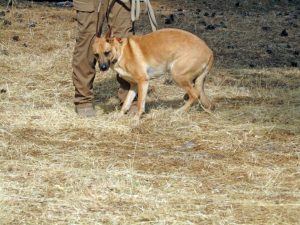 Lina, a Belgian Malinois, owned by Dart Canyon resident Jason Jackson, appears wary of something nearby.