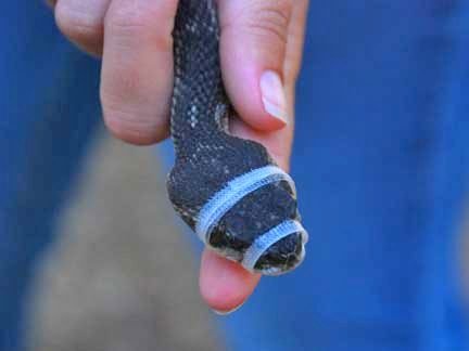 All snakes used at an avoidance training are safely muzzled. (Photo: Dou