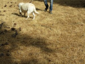 This white Labrador apparently doesn’t know it’s being followed.