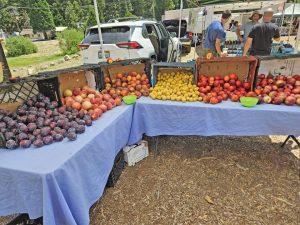 Fruit galore, in a variety of types and colors.
