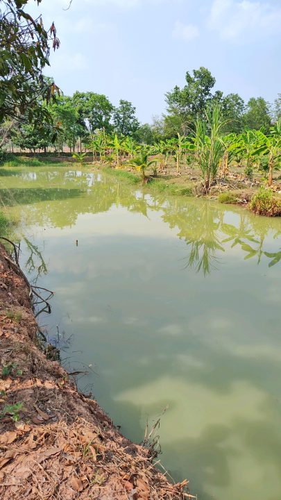 The pond created by Rotary District 5330 that brought irrigation to 46 farmers.